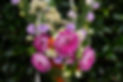 201106floradonna_009.jpg