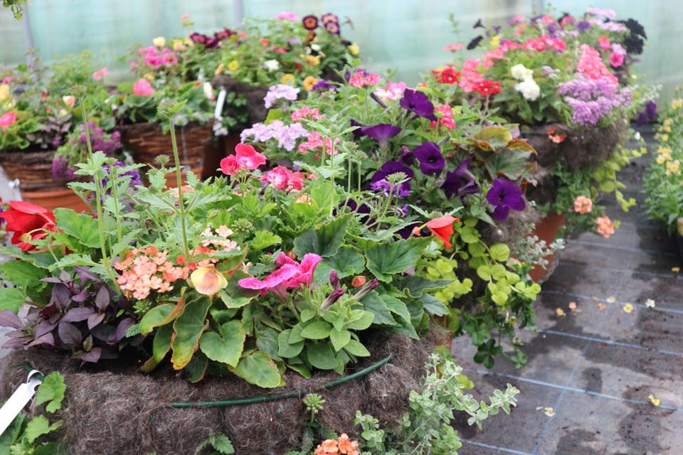 Summer Bedding & Compost 17/04/2020