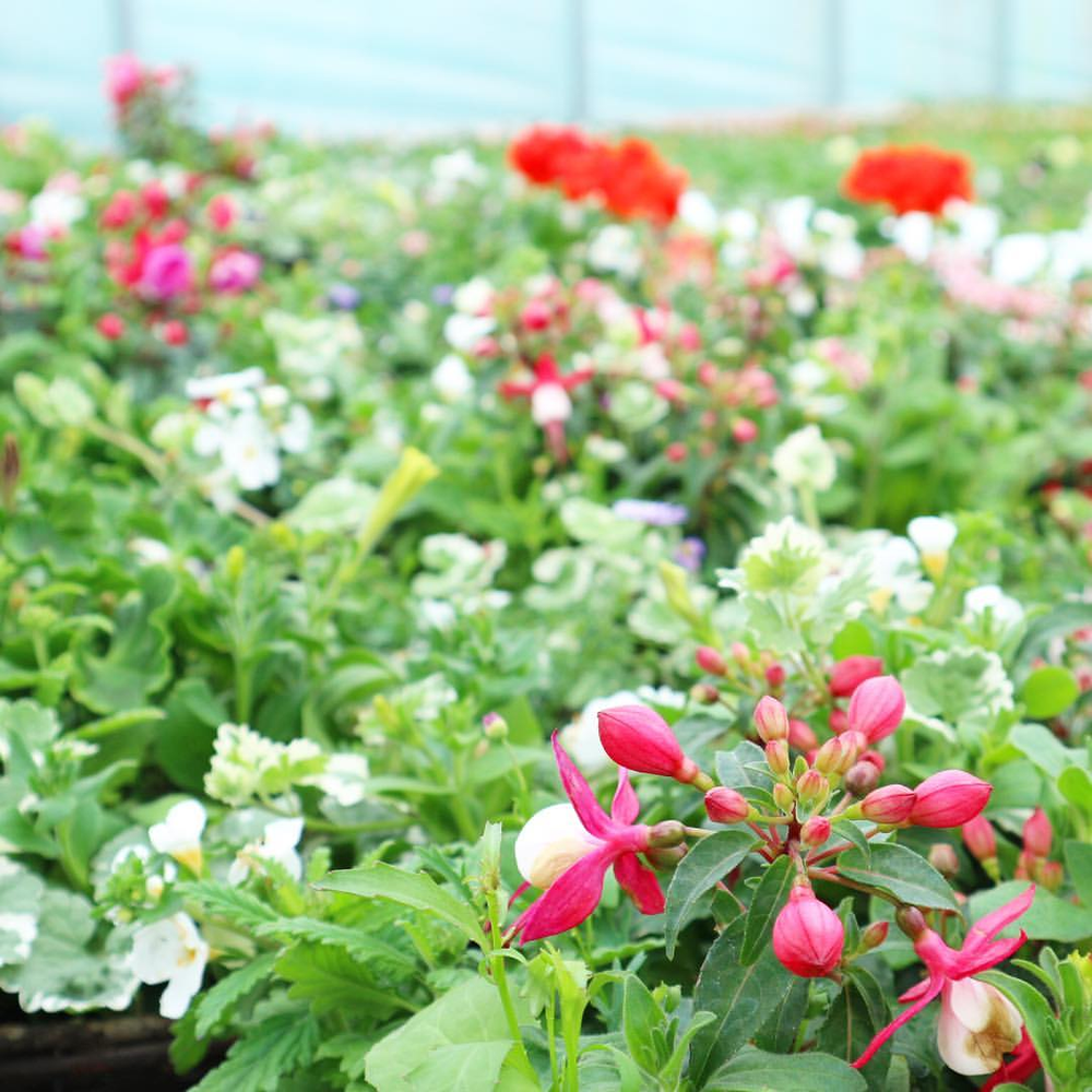 Summer Bedding, Perennials & Compost 25/04/2020