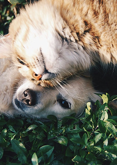Communication animale chiens et chats.jpg
