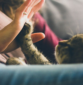 Patte de chat posée dans la main de sa maîtresse. Illustration d'une séance de communication animale pour comprendre son lien.