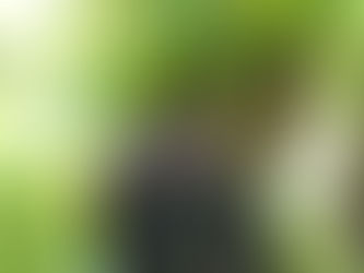 Miért fontos a faápolás?