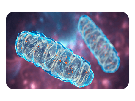 Why Mitochondrial Health May Be the Missing Link to Energy, Longevity & Healthy Aging