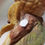 Thumbnail: California Quail Decor