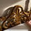 Thumbnail: Rococo Style Ornate Golden Headboard
