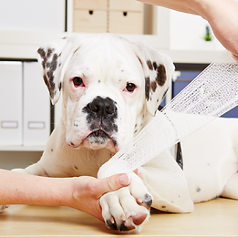 dog getting his leg wrapped with a bandage