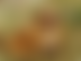 המדריך לגידול כלבים - חלק 3 : בעיות נפוצות עם כלבים בוגרים