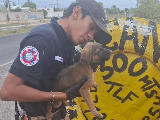 Rescatan a un cachorro en San Agustín Tlaxiaca