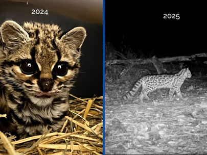 Reaparece "Mármol", el tigrillo rescatado en Plomosas 