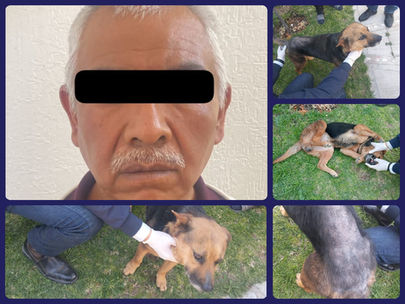 Aprehenden a "maltrataperros" en Mineral de la Reforma 