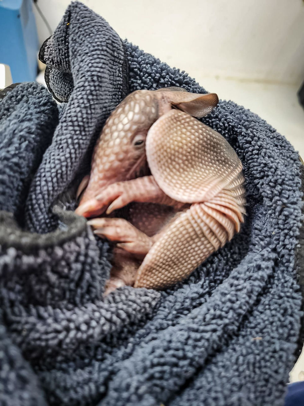 Armadillo con desnutrición recibe atención especializada tras rescate ciudadano