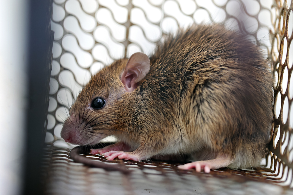 Hantavirus: México emite aviso epidemiológico, ¿de qué se trata?