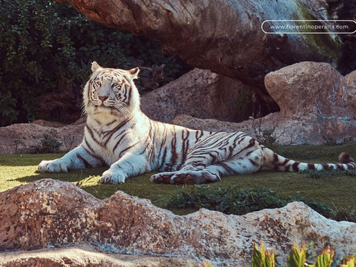Reciben en Pachuca a tigre de bengala capturado en CDMX