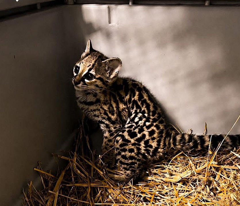 Hidalgo recibe a tigrillo de 4 meses proveniente de San Luis Potosí