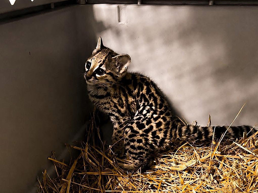Hidalgo recibe a tigrillo de 4 meses proveniente de San Luis Potosí