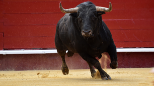 ¿Quién decide el futuro de la fiesta brava? El Congreso, animalistas o el sector taurino