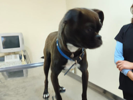 Pachuca: Rescatan a perrita amarrada en semáforo del bulevar Nuevo Hidalgo