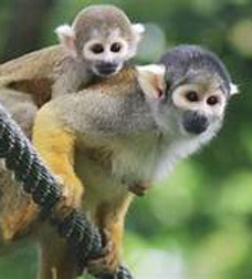 La Vallée des Singes.jfif