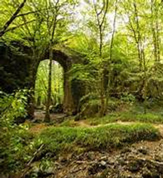 foret de mervent.jfif