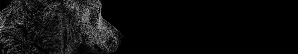 Banners-Web1.png