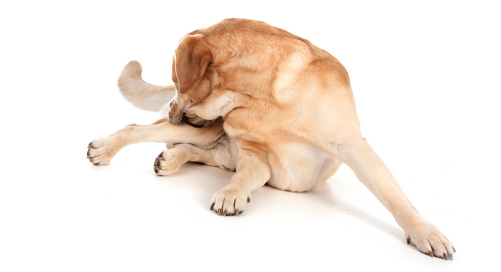 Perro lamiéndose una pata como señal de picazón o irritación en la piel.