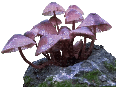 2439402_d835a.gif