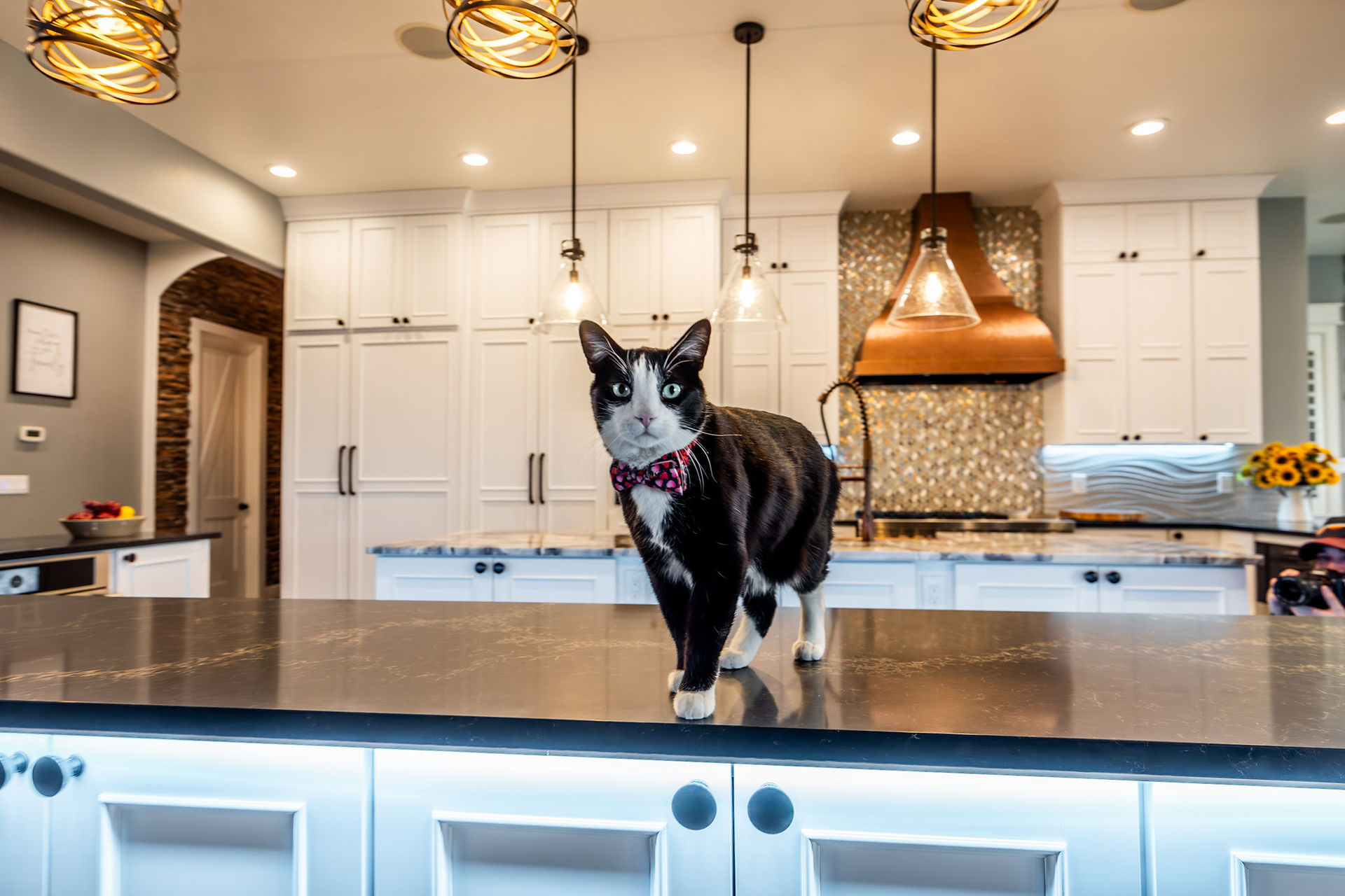 Boots the Cat on the countertop