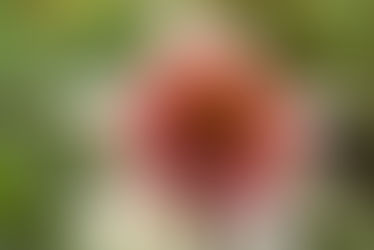 No Hosepipe, No Problem: Drought Tolerant Flowers for Your Summer Garden