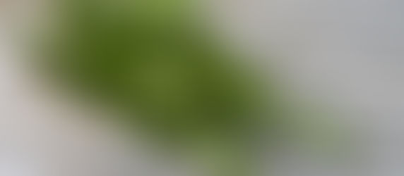 Rosemary in the Veggie Bed: Why This Fragrant Herb Deserves a Spot in Your Kitchen Garden