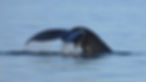 FRONT COVER - Year Of The Whales.jpg
