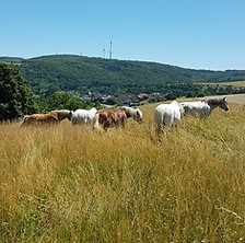 Koppel3.jpg