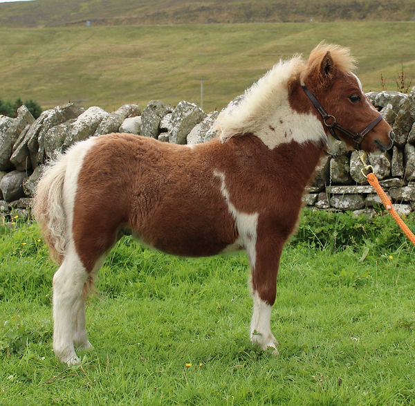 Robin of Brygarth.JPG