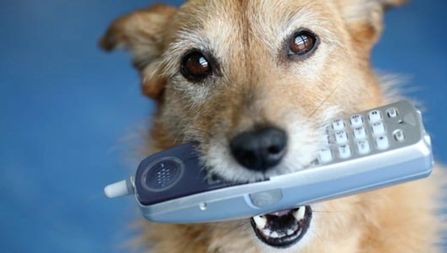 liggend_56463-Waarom-begint-mijn-hond-te-blaffen-als-ik-aan-het-bellen-ben.webp
