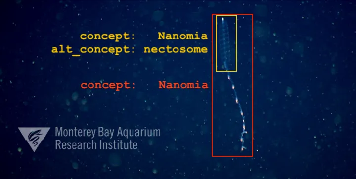 Deep-sea background with text "concept: Nanomia" and "alt_concept: nectosome." Long organism highlighted; MBARI logo.