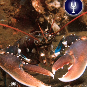 This summer, the hottest new trend is #JULOBSTER