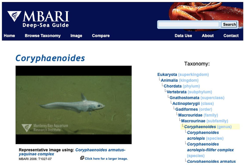 Figure 5. Detail of taxonomy from MBARI Deep-Sea Guide.