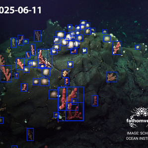 New object detector model trained on FathomVerse data