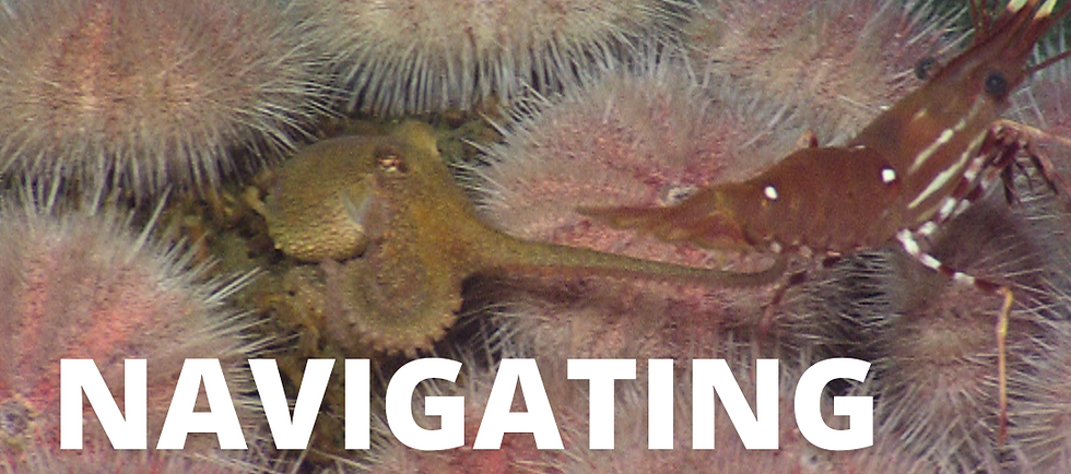 Promotional image for the 2025 FathomNet Kaggle Competition, featuring a deep sea scene with various marine animals, including a visible octopus and shrimp, surrounded by pink urchins.