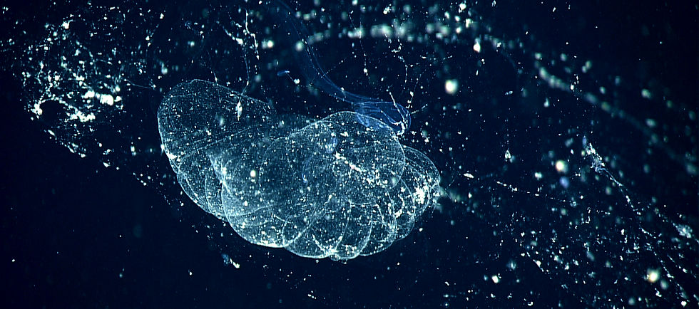 A giant larvacean, Bathochordaeus charon.