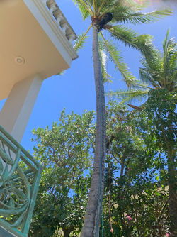 Coconut tree trimming