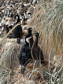 imperial shag with a gps tag