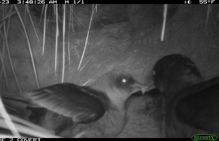 sooty shearwaters