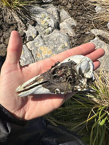 rockhopper penguin skull