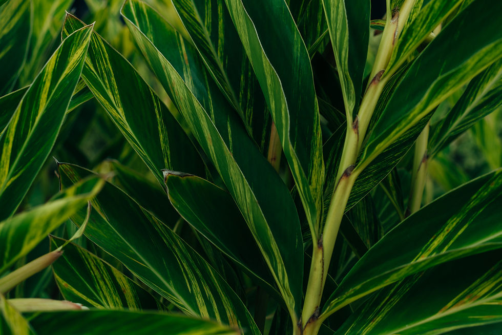 shell-ginger-flower-alpinia-zerumbet-park-madeira.jpg