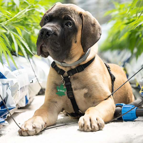 crystalweed-cannabis-PH6V_A2sp6c-unsplash.jpg