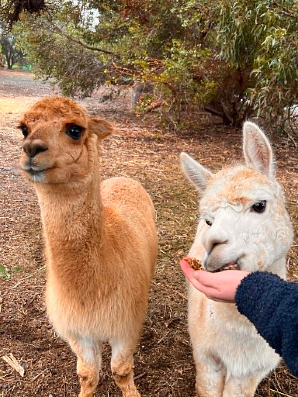 Alpaca Pals - Bob and Knuckles