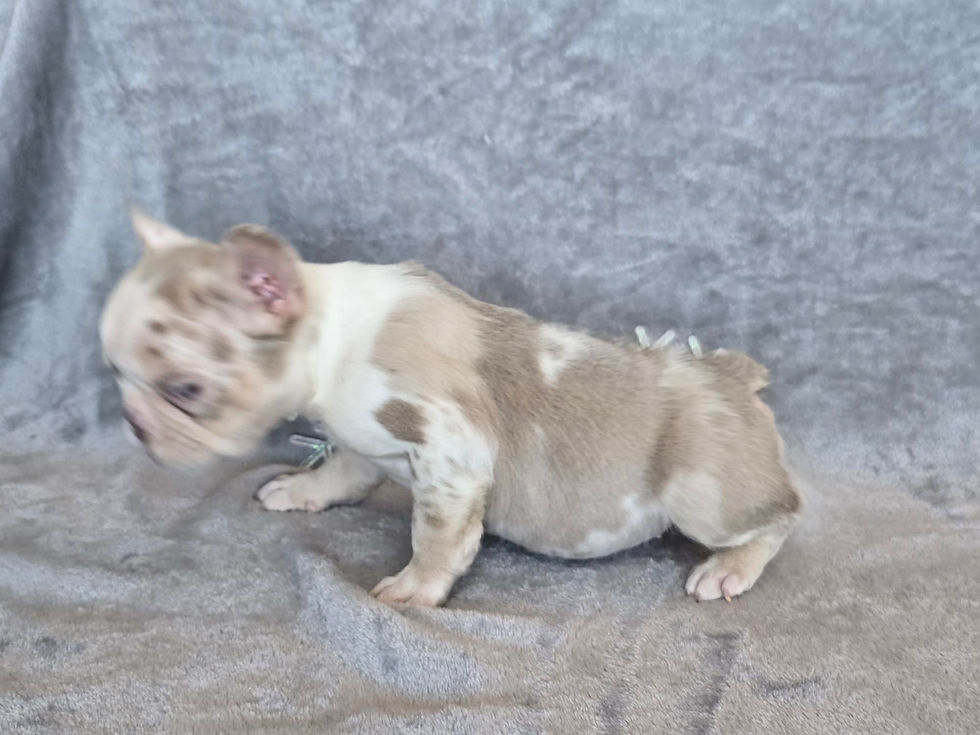 irisdeckergracie (3)