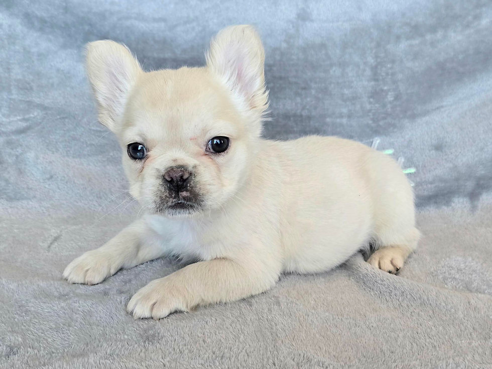 toffeexmosescreamfluffyfemale (1)