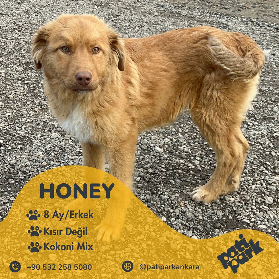 🐾 Honey