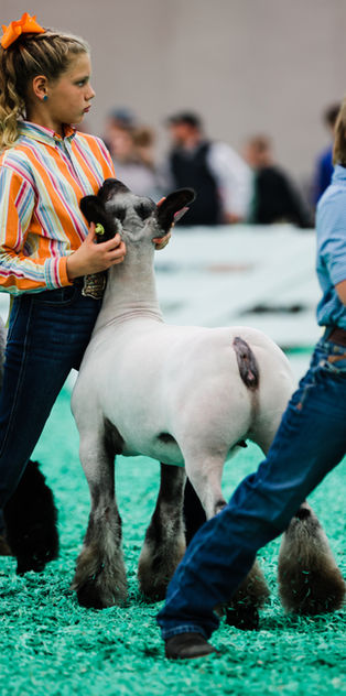Ewe Show_-20.jpg